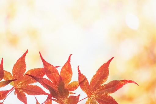 Red maple and orange bokeh background, JPG Red maple and orange bokeh background, JPG