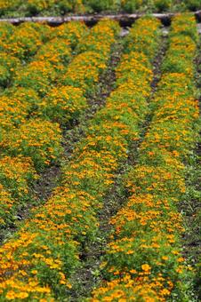 オレンジ色の花畑 オレンジ色の花畑の写真