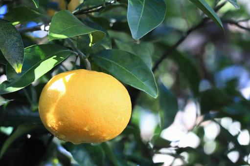 通り雨のあとのザボン 文旦,ザボン,柑橘類の写真素材