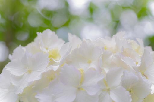 資福寺の紫陽花(46) 資福寺の紫陽花(46)の写真