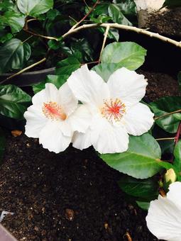 ハイビスカスの写真