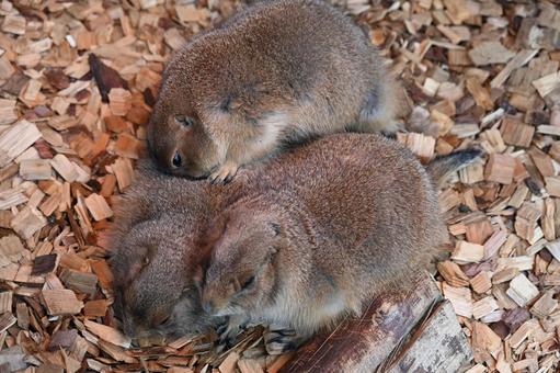 長野県の白樺湖畔動物園のプレーリードッグ 長野県,白樺湖,動物園の写真素材
