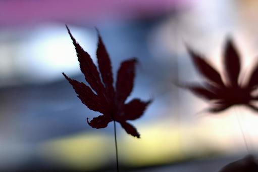 もみじの葉の写真