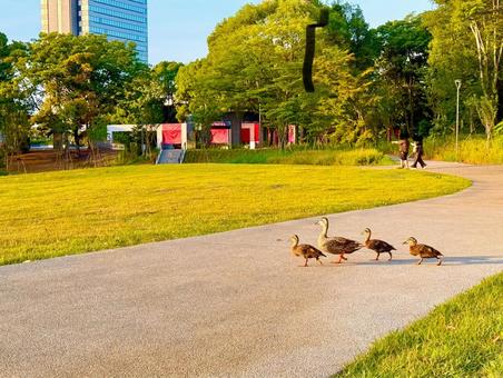 鴨のファミリーと多摩中央公園 青空,空,ブルースカイの写真素材