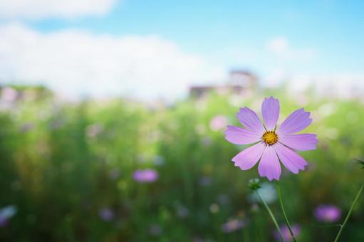 コスモス コスモス,こすもす,こすもす畑の写真素材