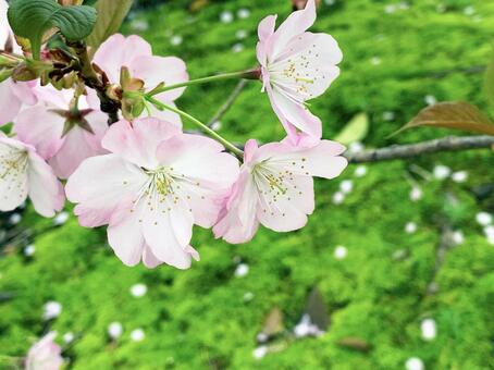 桜の花と緑の背景 桜の花と緑の背景の写真