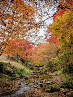 古岩屋の紅葉 紅葉,渓流,水面の写真素材