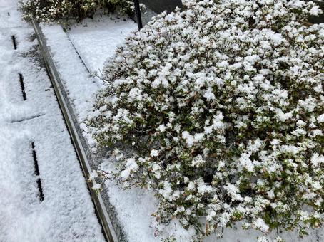 薄雪をかぶった植え込み 薄雪をかぶった植え込み 雪,薄雪,積雪の写真素材