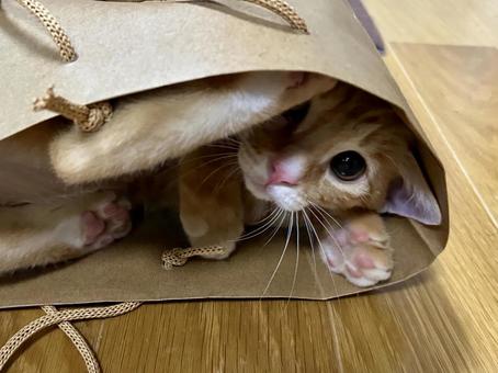 紙袋で遊ぶ子猫 紙袋で遊ぶ子猫の写真