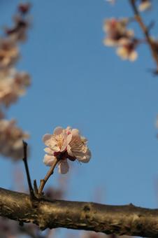 梅の花 梅の花の写真