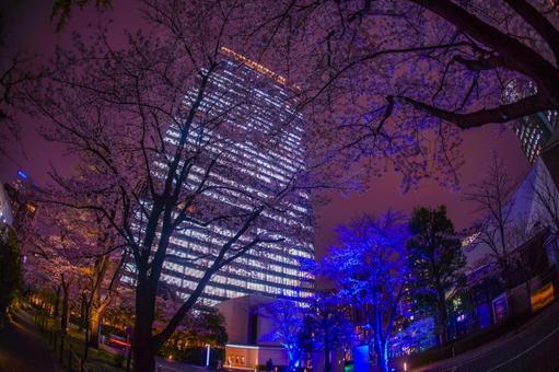 赤坂桜並木と青い光 赤坂桜並木と青い光 桜,夜景,青色照明の写真素材