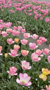 Tulips, JPG Tulips, JPG
