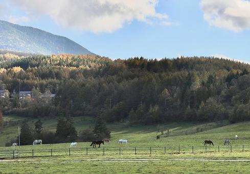 牧場　馬 山,山脈,木の写真素材