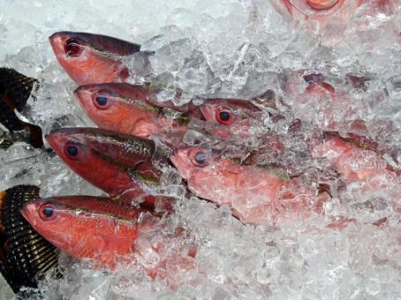 グルクン グルクン タカサゴ,沖縄県県の魚,魚屋の写真素材