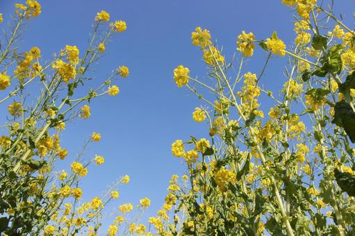 菜の花 菜の花 空,背景,菜の花の写真素材