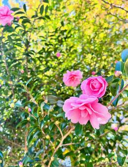 サザンカ 山茶花,花,開花の写真素材