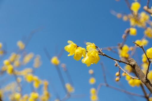 満開のロウバイの花 満開のロウバイの花 ロウバイ,花,黄色の写真素材