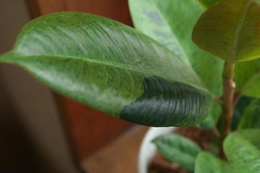 フィカスジンの葉 フィカスジンの葉 観葉植物,葉,木の写真素材