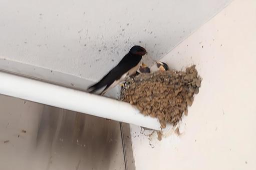 Photo, swallow, yan, natural, 