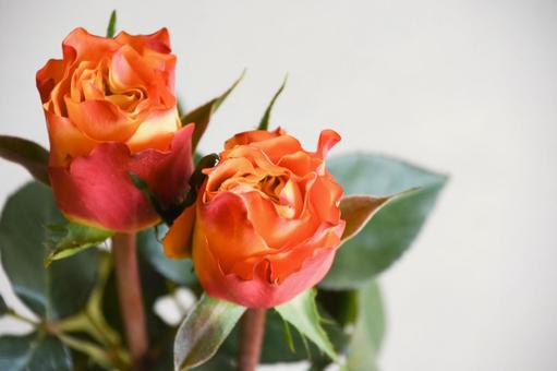 オレンジ色のバラの写真