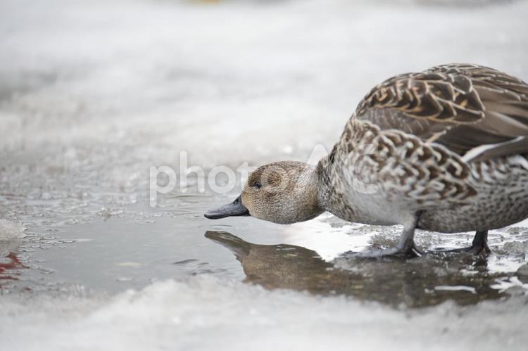 水を飲むオナガガモのメス横から 雪,冬,鳥の写真素材