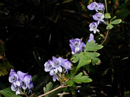 すずなりのトリカブト トリカブト,雑草,ヒラタアブの写真素材