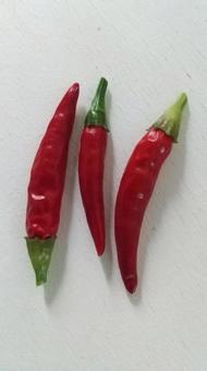 唐辛子 唐辛子,タカノツメ,鷹の爪の写真素材