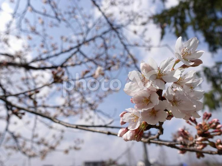 桜と枝 風景,空,天気の写真素材