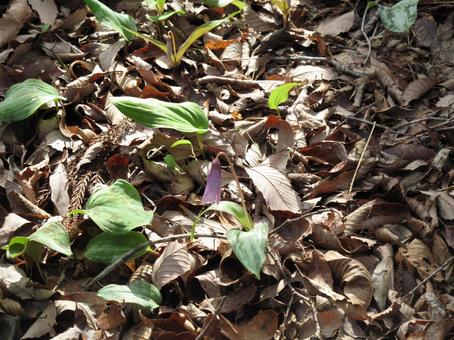 カタクリの花の写真