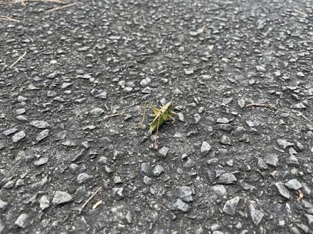 Grasshopper?, JPG