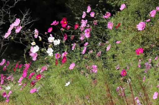 こすもすの花 こすもすの花の写真