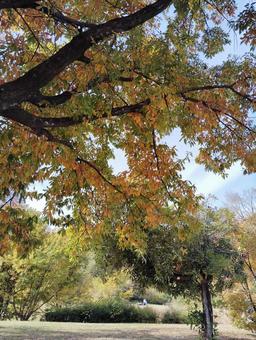 紅葉の風景6 緑,紅葉,秋の写真素材