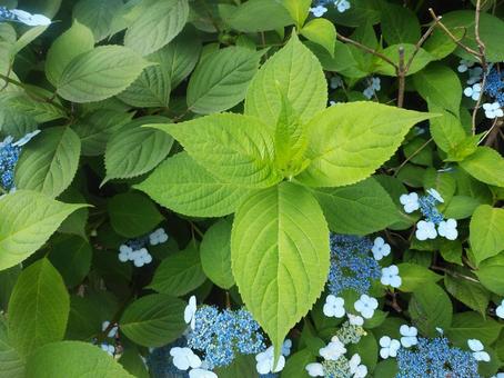 紫陽花 紫陽花の写真