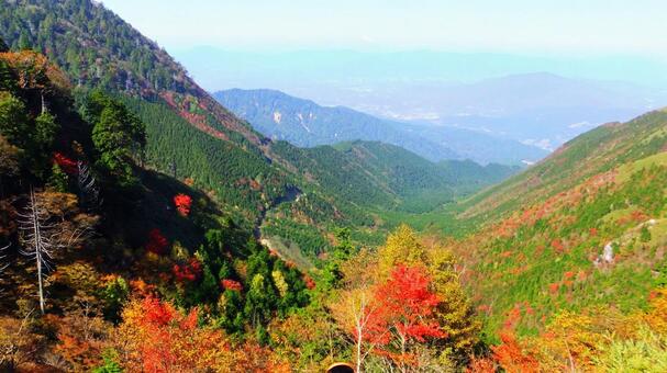 紅葉 紅葉の写真