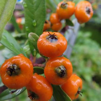 ピラカンサ ピラカンサ,実,植物の写真素材