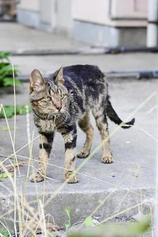 立っている老ネコ 老ネコ,野良猫,街にいるネコの写真素材