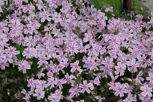 芝桜 芝桜,ガーデニング,春の花の写真素材