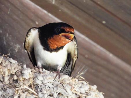 巣に留まるツバメ ツバメ,野鳥,動物の写真素材
