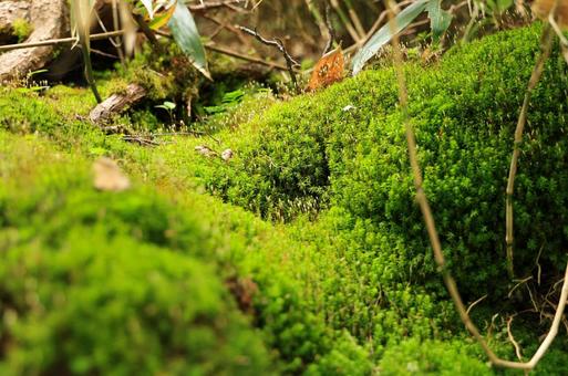 苔の森 苔の森の写真