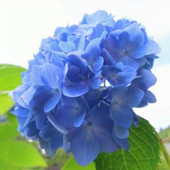 Hydrangea, JPG