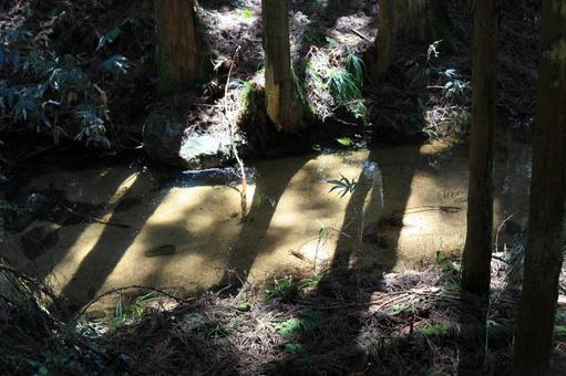 春の小川 新芽,春,緑の写真素材