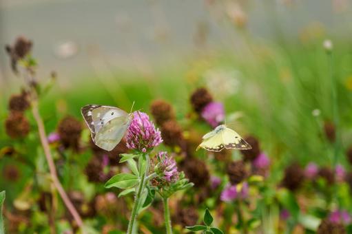 Courtship behavior of the Colias butterfly (5), JPG