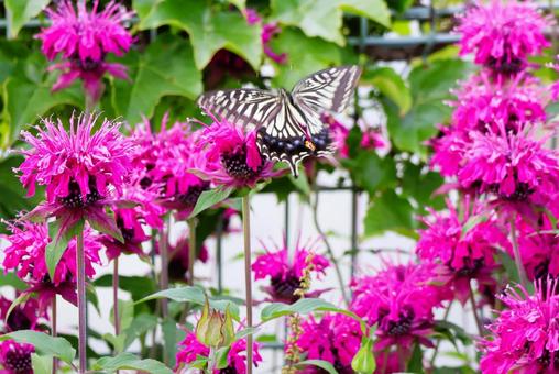Photo, bergamot, flower, plant, 