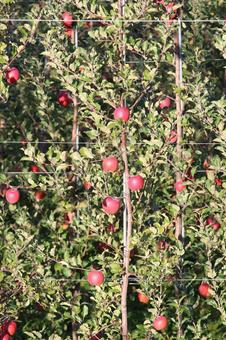 信州長野のりんごの畑 リンゴ,りんご,林檎の写真素材