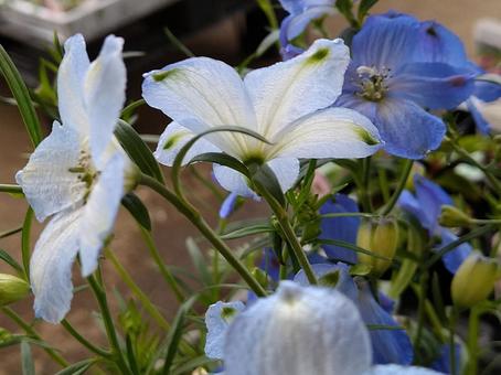 デルフィニウムの写真