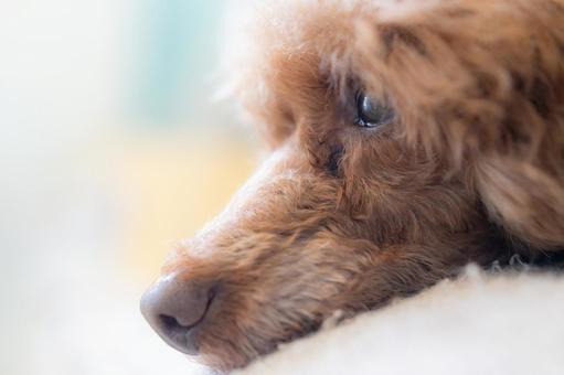 光の中で遠くを見つめるトイプードル 犬,トイプードル,動物の写真素材