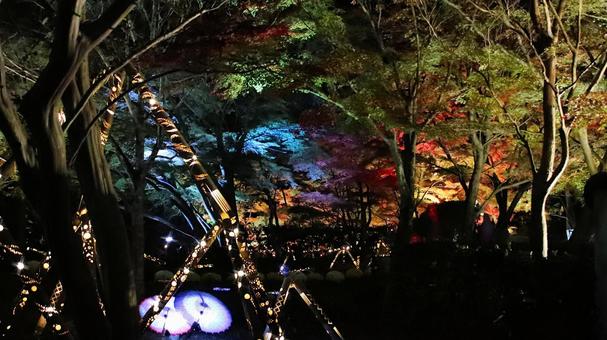 虹の郷　紅葉ライトアップ 紅葉,ライトアップ,秋の写真素材