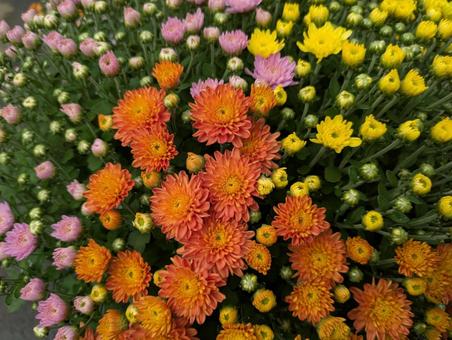 菊の花 菊の花 菊,花,flowerの写真素材