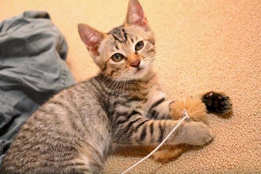 おもちゃで遊ぶ子猫 ねこ,cat,ペットの写真素材