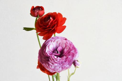 赤と紫のラナンキュラス ラナンキュラス,赤,紫の写真素材